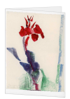 Korrespondenzkarte "Canna-Blüte"