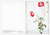 Korrespondenzkarte "Mohn"
